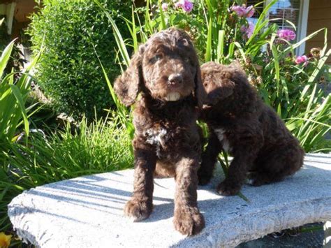 Should there not be any standard poodle puppy listings shown, please complete the form below to register your interest in buying an standard. AKC STANDARD POODLE PUPPIES for Sale in Agnew, Washington ...