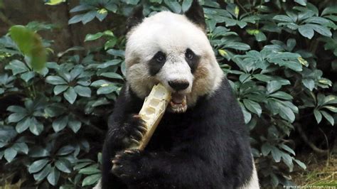 Worlds Oldest Captive Giant Panda Dies Dw 10162016