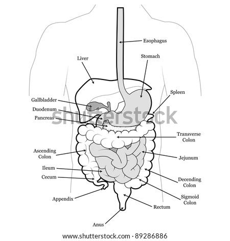 Sciency root words make anatomical parts harder to memorize. Female Anatomy Chart Stock Images, Royalty-Free Images ...