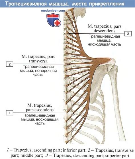 Анатомия Поверхностные мышцы спины
