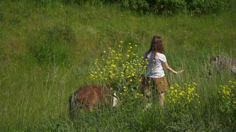 Woman Feeds Horses And Ponies In Green Meadow Walk In Nature Man On