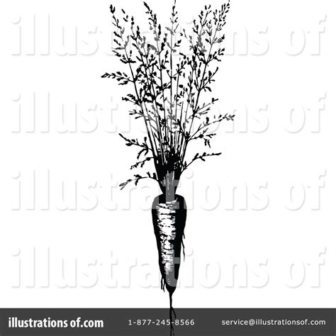 Carrot Clipart 1180301 Illustration By Prawny Vintage