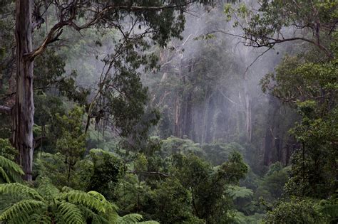 Victorian Forests Campaign - FoEM