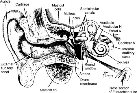 Pdf 2 The Anatomy And Physiology Of The Ear And Hearing Semantic