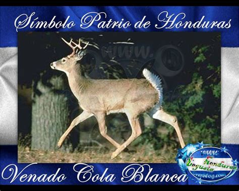 Venado Cola Blanca Símbolos Patrios De Honduras 21541053