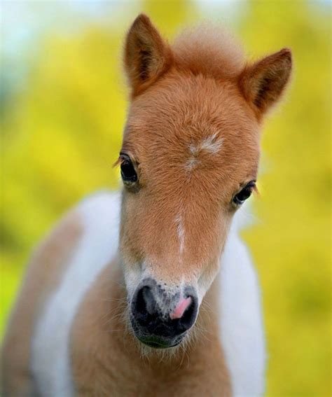 Baby Horse Pics