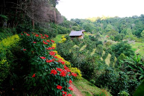 Haz tu selección entre imágenes premium sobre coffee plantation de la más alta. Coffee Plantation in Puerto Rico