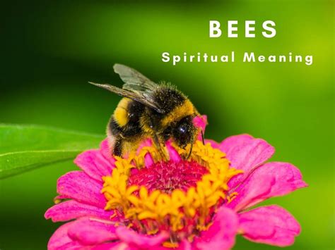 Spiritual Meaning Of Bees Symbolism