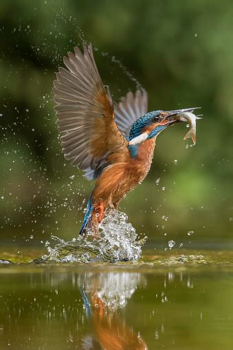 Diving Kingfisher Stock Photo Download Image Now Istock