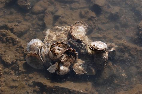 Shorelines Blog Archive A Diverse Portfolio Is Good For Oysters Too