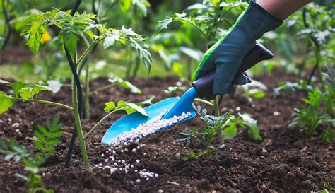 What is the best fertilizer for a flower garden? 5 Best Garden Fertilizers - Apr. 2021 - BestReviews