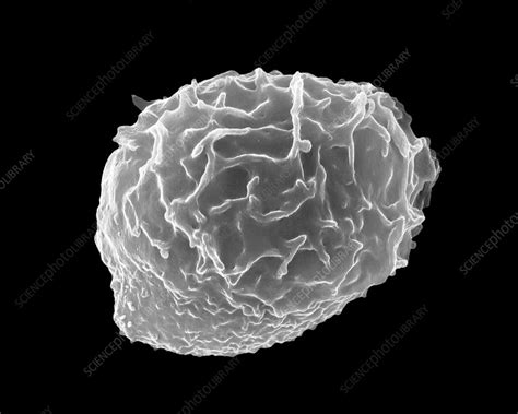 Granulocytic White Blood Cell Sem Stock Image C0369745 Science