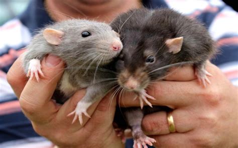 7 Curiosidades Sobre Las Ratas Domésticas