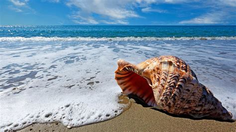 Ocean Seashells Description Characteristics