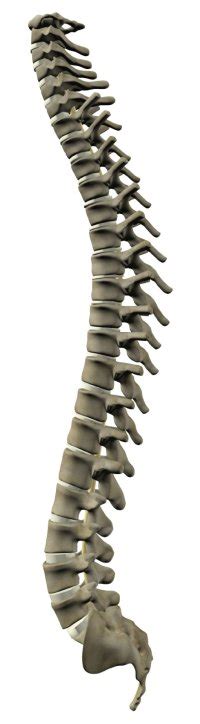 Here, we'll take a look at the anatomy and functions that make up the purpose of the spinal cord. Spinal Column Anatomy: The Basics - Understanding Spinal ...
