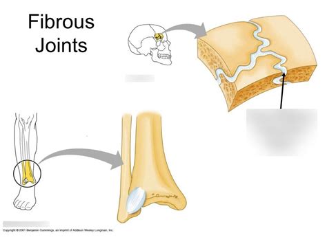Fibrous Joints Diagram Quizlet
