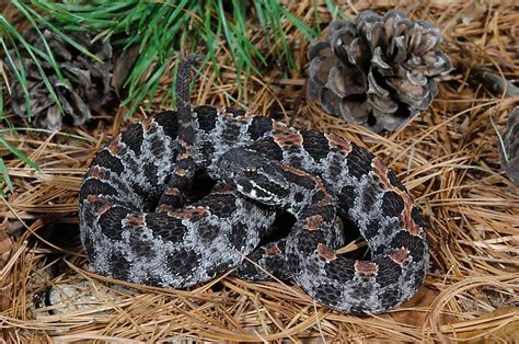 The Most Venomous Snakes Of Florida Worldatlas