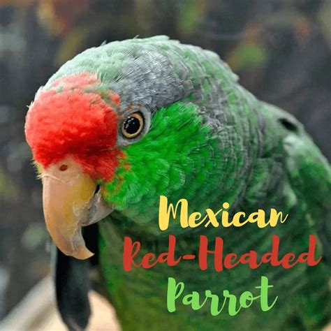 Mexican Red Headed Parrot Green Cheeked Amazon Red Crowned Parrot