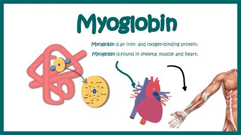 Myoglobin Structure And Function Oxygen Binding Kinetics YouTube