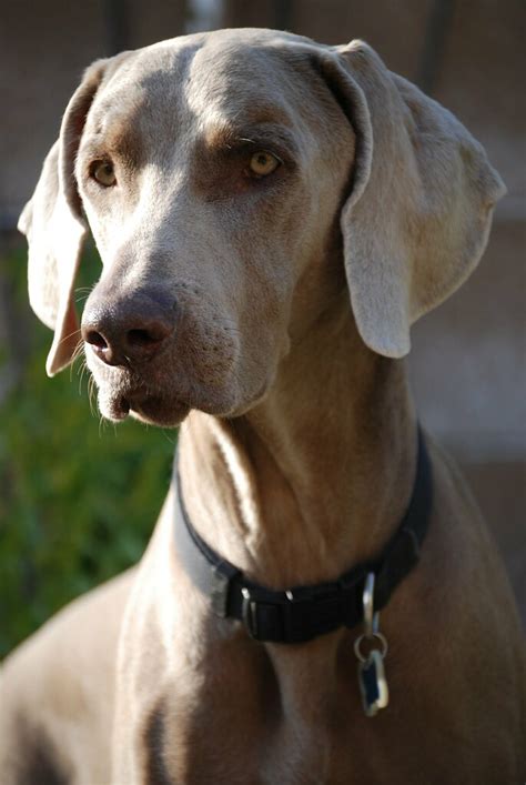 What does the name weimaraner mean? Weimaraner Dog | Weimaraner Dog | Brian | Flickr