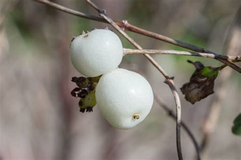 Snowberry Photos Stock Photos Pictures And Royalty Free Images Istock