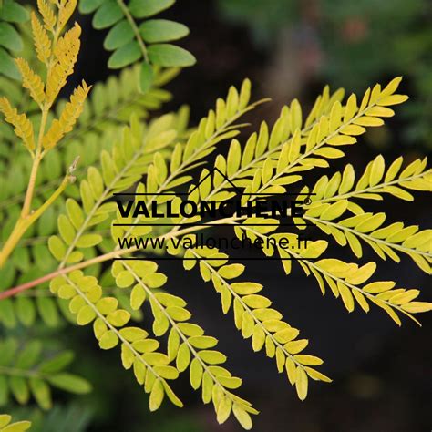 Gleditsia Triacanthos Sunburst Févier Damérique