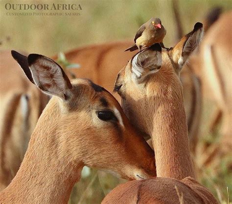 Sisters Confiding In Each Other Whilst A Red Billed Oxpecker Eavesdrops