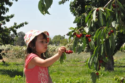 Maya And Lucas World Cherry Picking At U Pick Farm In Gilroy