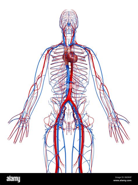 Sistema Cardiovascular Ilustraciones Fotografía De Stock Alamy