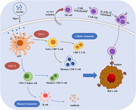 Frontiers Nanotechnology In Cervical Cancer Immunotherapy