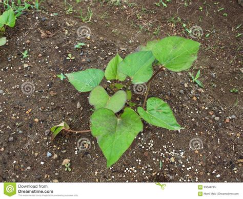 Sweet Potato Seedlings Just Planted Stock Image Image Of Plant