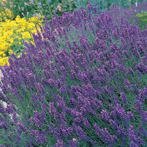 Lavender Hidcote Plants Thompson Morgan