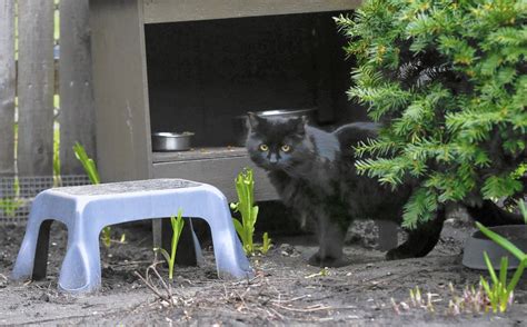 What you may not know about feral cats: Feral cats weapon of choice for some residents facing ...