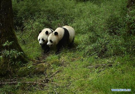 Wild Sub Adult Panda Twins Captured On Camera For First Time Xinhua English News Cn