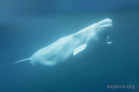74 Beluga Whale Wallpaper