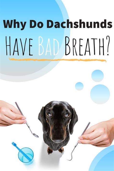 But why does it happen? Why Do Dachshunds Have Bad Breath in 2020 (With images ...