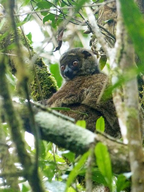 Eastern Woolly Lemur Avahi Laniger Lumixp1050241 Ranom Flickr