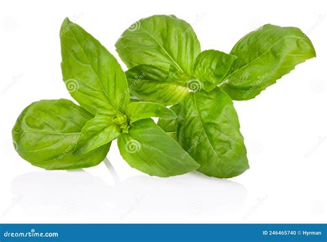 Fresh Green Basil Herb Leaves Isolated On White Background Stock Photo