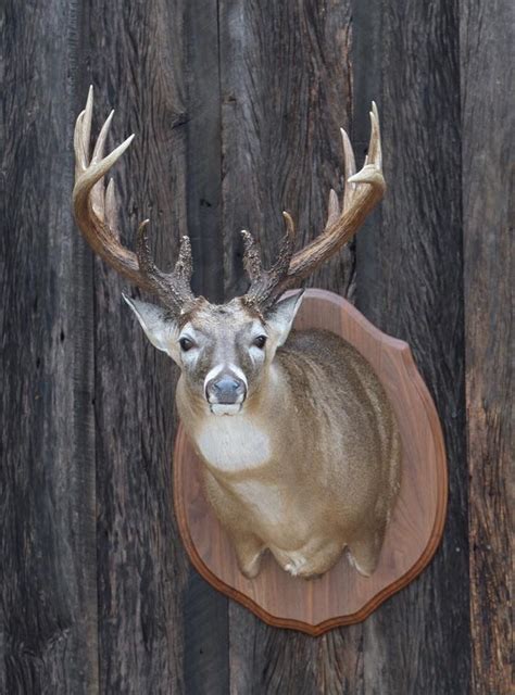 Ben Mears Taxidermy Whitetail Deer Deer Mounts