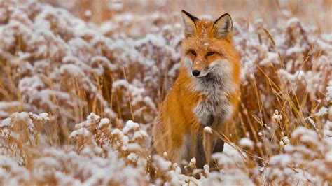Winter Red Animals Foxes Wallpapers Hd Desktop And