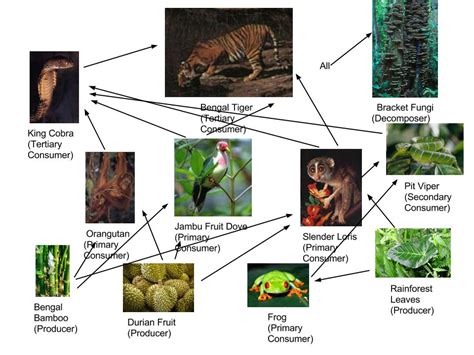 Food Web For Madagascar Tropical Rainforest Food Ideas