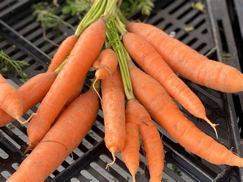 Do Carrots Go Bad Vermontaco