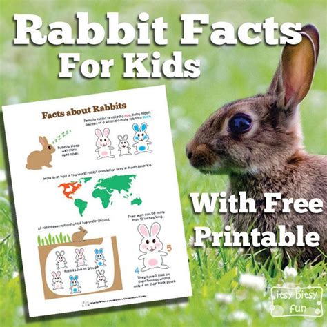 Rabbit Facts For Kids Rabbit Facts Facts For Kids Classroom Pets