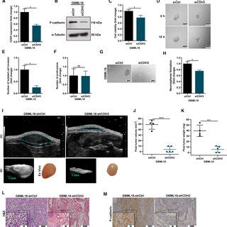 Cdh Positively Correlated Genes In Gbm Patients Are Enriched For Genes