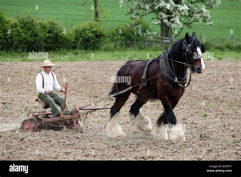 Shire Horse At Work Stock Photo Royalty Free Image 18874163 Alamy