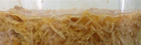 Filling In The Gaps My Ginger Bug Grew A Scoby