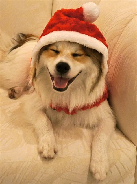 Cute Puppies Wishing You A Merry Christmas Were Calling Shenanigans