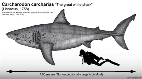 Some claim a 23 footer was caught in the mediterranean, but that report the size of the jaws indicate the size of the creature may have been as large as 50 feet long! Maximum size of the great white shark by Paleonerd01 on ...