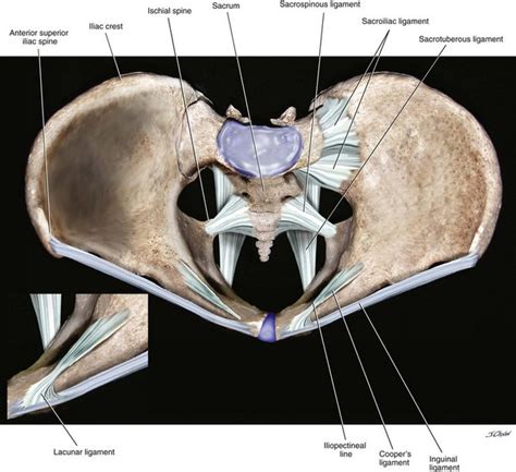 The pelvic girdle consists of two symmetrical halves. Surgical Anatomy of the Pelvis and the Anatomy of Pelvic ...