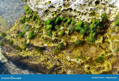 Green Algae Enteromorpha Sp Ulva On A Stone At Low Tide Black Sea